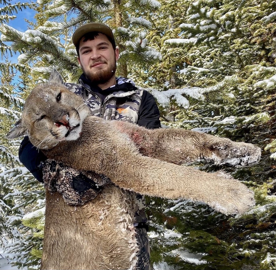 Mountain Lion